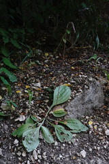 Plantago urvillei