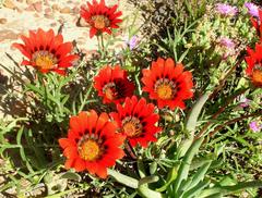 Gazania rigida
