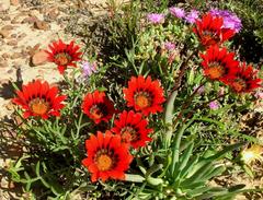 Gazania rigida