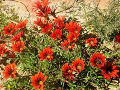 Gazania rigida