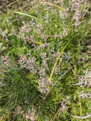 Thymus dzevanovskyi
