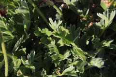 Pelargonium fulgidum