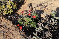 Pelargonium fulgidum