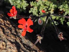 Pelargonium fulgidum