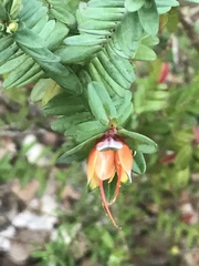 Darwinia citriodora