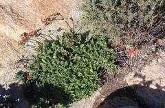 Pelargonium fulgidum