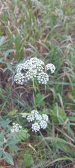 Ostericum tenuifolium