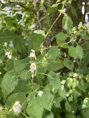 Galeopsis segetum