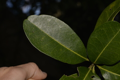 Acronychia imperforata