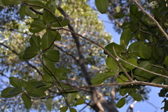 Acronychia imperforata