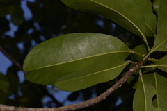 Acronychia imperforata