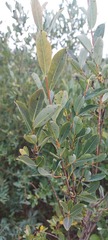 Salix kochiana