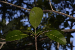 Acronychia imperforata