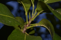 Acronychia imperforata