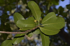 Acronychia imperforata