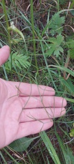 Ostericum tenuifolium