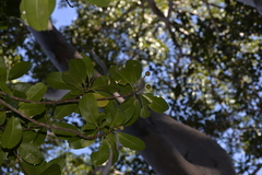 Acronychia imperforata