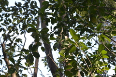 Acronychia imperforata