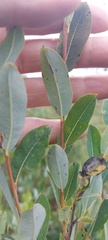 Salix kochiana