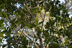 Acronychia imperforata