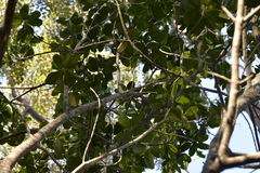 Acronychia imperforata