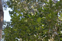 Acronychia imperforata