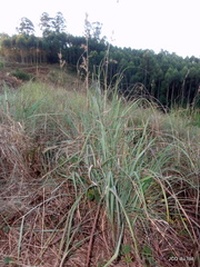 Cymbopogon nardus