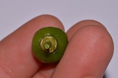 Acronychia imperforata