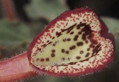 Aristolochia coryi