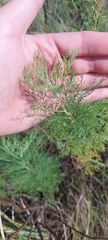 Artemisia abrotanum