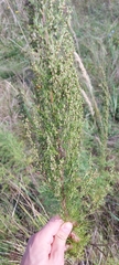 Artemisia abrotanum