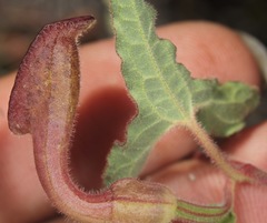 Aristolochia coryi
