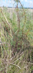 Artemisia abrotanum