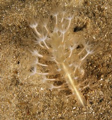 Veretillidae