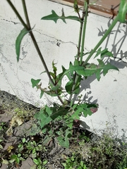 Sonchus oleraceus