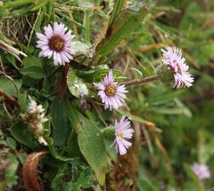 Erigeron glabratus