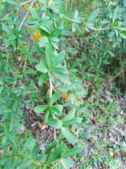Berberis aristata