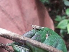 Andriana pyramidata