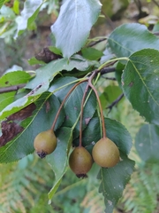 Pyrus cordata