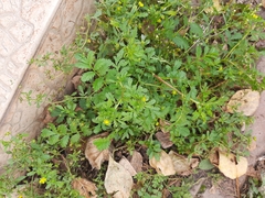 Potentilla paradoxa