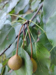 Pyrus cordata