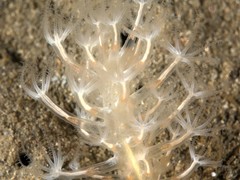 Veretillidae