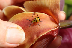 Stethopachys formosa