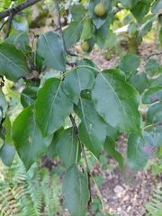 Pyrus cordata