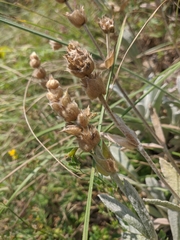 Sideritis catillaris