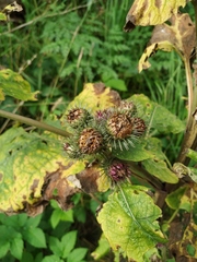 Arctium × ambiguum