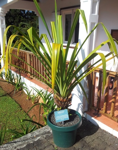 Pandanus iceryi