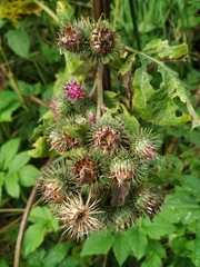 Arctium × ambiguum