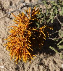 Dufourea flammea