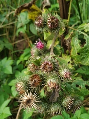 Arctium × ambiguum